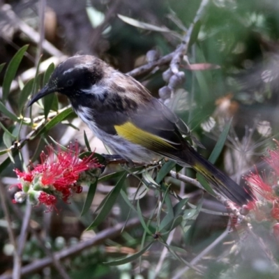 Phylidonyris niger X novaehollandiae (Hybrid) (White-cheeked X New Holland Honeyeater (Hybrid)) at Jerrabomberra Wetlands - 15 Nov 2019 by RodDeb