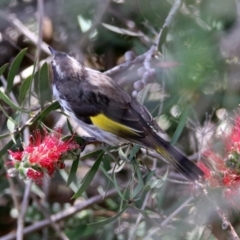 Phylidonyris niger X novaehollandiae (Hybrid) at Fyshwick, ACT - 15 Nov 2019