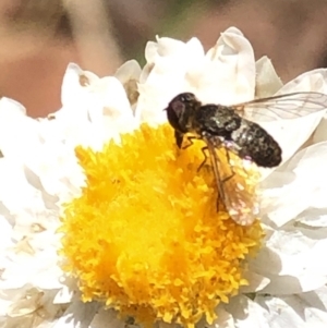 Bombyliidae (family) at Aranda, ACT - 16 Nov 2019 11:58 AM