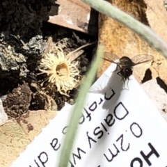 Bombyliidae (family) at Aranda, ACT - 16 Nov 2019 11:58 AM