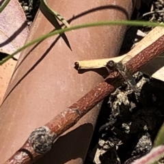 Bombyliidae (family) at Aranda, ACT - 16 Nov 2019 11:58 AM