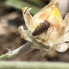 Unverified Insect at Aranda, ACT - 16 Nov 2019 by Jubeyjubes