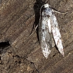 Oecophoridae (family) (Unidentified Oecophorid concealer moth) at Aranda, ACT - 16 Nov 2019 by Jubeyjubes