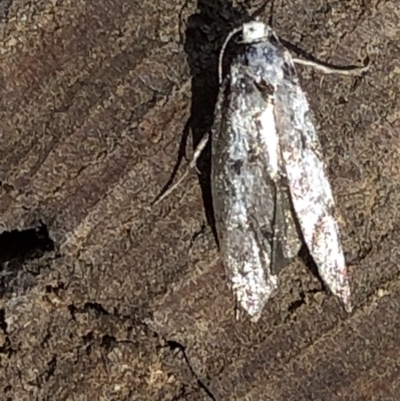 Oecophoridae (family) (Unidentified Oecophorid concealer moth) at Aranda, ACT - 16 Nov 2019 by Jubeyjubes