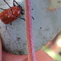 Aporocera (Aporocera) haematodes (A case bearing leaf beetle) at Aranda, ACT - 16 Nov 2019 by Jubeyjubes