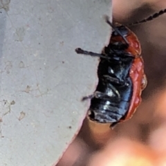 Aporocera (Aporocera) haematodes at Aranda, ACT - 16 Nov 2019 11:32 AM