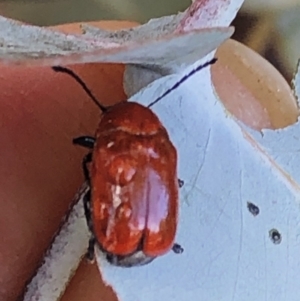 Aporocera (Aporocera) haematodes at Aranda, ACT - 16 Nov 2019