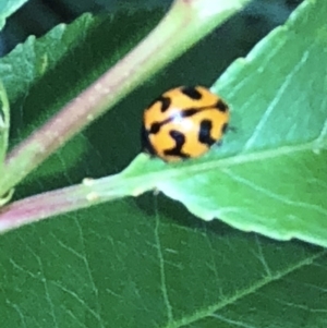 Coccinella transversalis at Aranda, ACT - 16 Nov 2019 11:12 AM