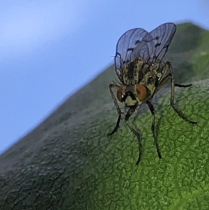 Anthomyia punctipennis at Aranda, ACT - 16 Nov 2019