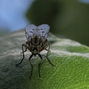 Anthomyia punctipennis at Aranda, ACT - 16 Nov 2019