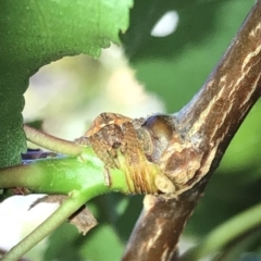 Dolophones sp. (genus) (Wrap-around spider) at Aranda, ACT - 16 Nov 2019 by Jubeyjubes