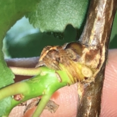 Dolophones sp. (genus) at Aranda, ACT - 16 Nov 2019 11:05 AM