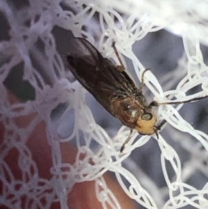 Inopus rubriceps at Aranda, ACT - 16 Nov 2019