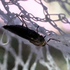 Inopus rubriceps at Aranda, ACT - 16 Nov 2019