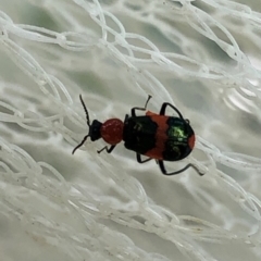 Dicranolaius bellulus (Red and Blue Pollen Beetle) at Aranda, ACT - 16 Nov 2019 by Jubeyjubes