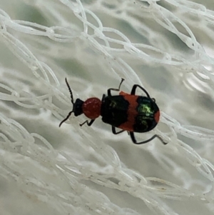 Dicranolaius bellulus at Aranda, ACT - 16 Nov 2019 10:57 AM