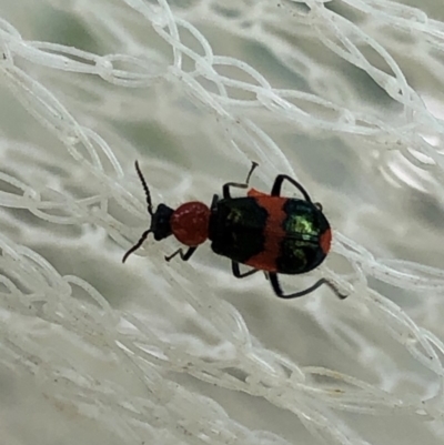 Dicranolaius bellulus (Red and Blue Pollen Beetle) at Aranda, ACT - 16 Nov 2019 by Jubeyjubes