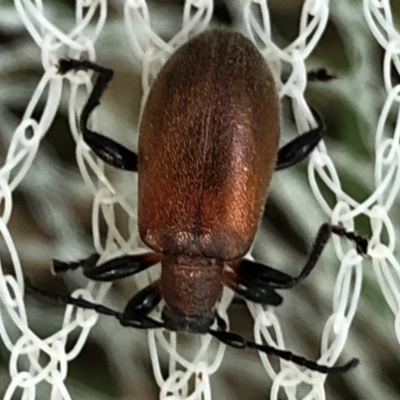 Lagriini sp. (tribe) (Unidentified lagriine darkling beetle) at Aranda, ACT - 16 Nov 2019 by Jubeyjubes