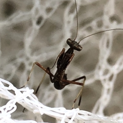 Unidentified Praying mantis (Mantodea) at Aranda, ACT - 15 Nov 2019 by Jubeyjubes