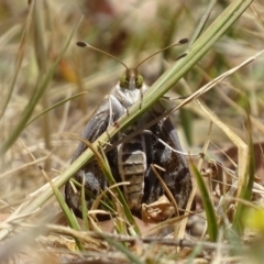 Synemon plana (Golden Sun Moth) at Griffith, ACT - 16 Nov 2019 by roymcd