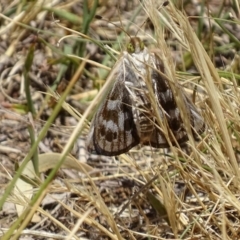 Synemon plana at Griffith, ACT - 16 Nov 2019 12:32 PM