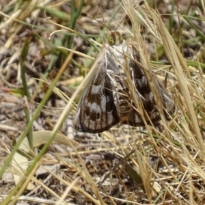 Synemon plana at Griffith, ACT - 16 Nov 2019 12:32 PM