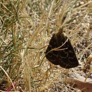 Synemon plana at Griffith, ACT - 16 Nov 2019 12:32 PM