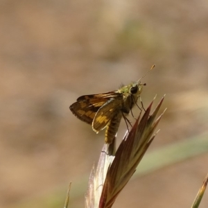 Ocybadistes walkeri at Griffith, ACT - 16 Nov 2019 12:52 PM