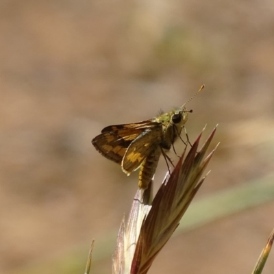 Ocybadistes walkeri (Green Grass-dart) at Griffith, ACT - 16 Nov 2019 by roymcd