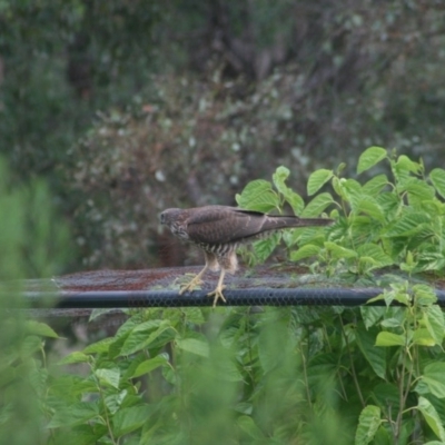 Tachyspiza fasciata (Brown Goshawk) at Quaama, NSW - 26 Jan 2010 by FionaG