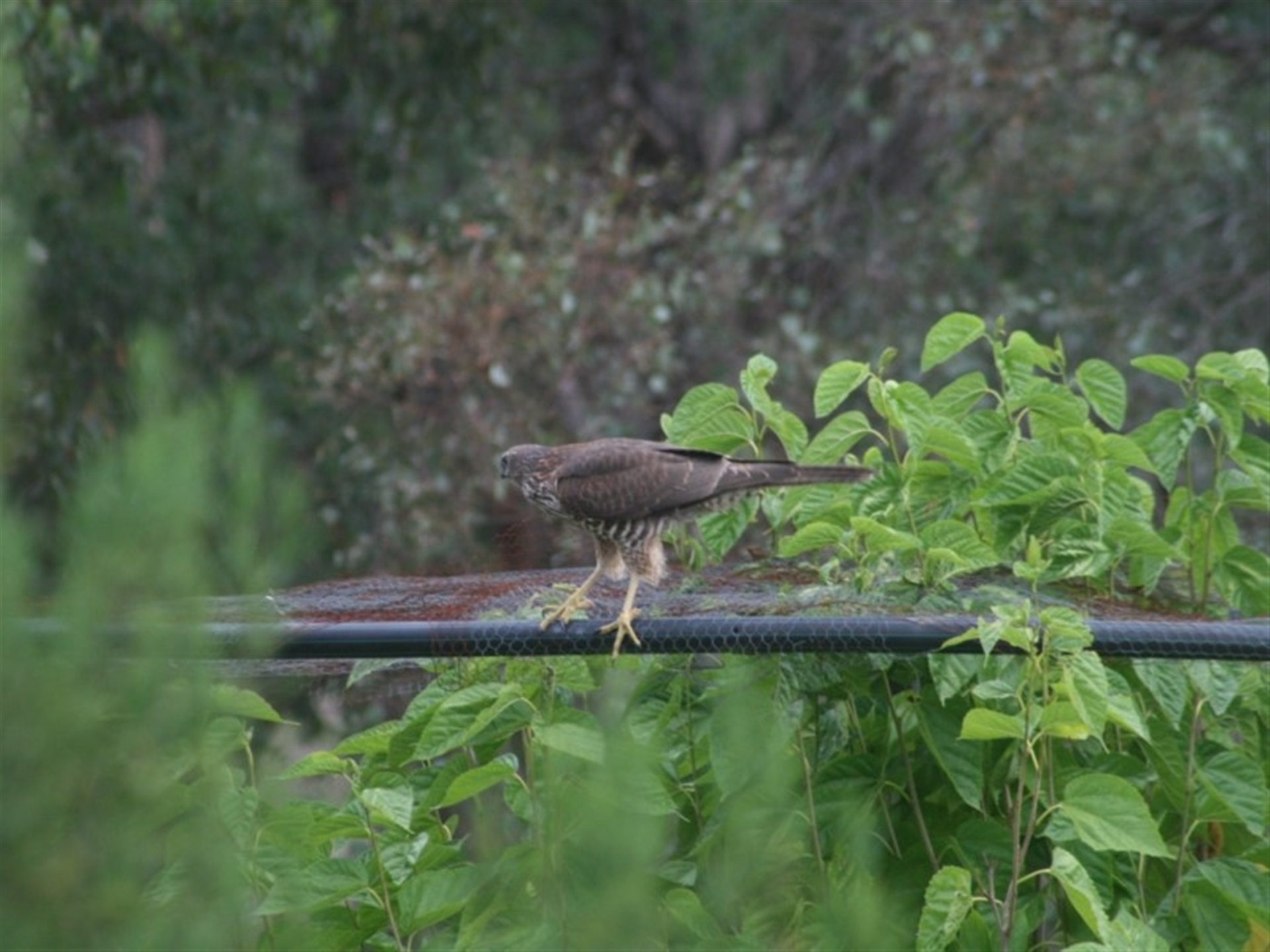 Tachyspiza fasciata at Quaama, NSW - 26 Jan 2010 07:05 PM
