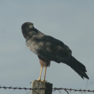 Circus assimilis (Spotted Harrier) at Quaama, NSW - 30 Jan 2014 by FionaG