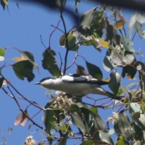 Lalage tricolor at Murrah, NSW - 17 Nov 2014 11:17 AM