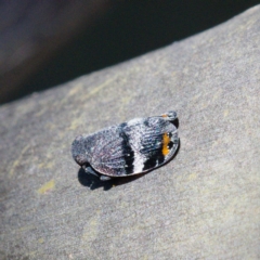 Platybrachys vidua (Eye-patterned Gum Hopper) at Paddys River, ACT - 16 Nov 2019 by Marthijn