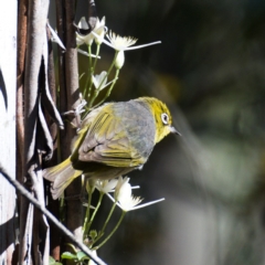 Zosterops lateralis (Silvereye) at Namadgi National Park - 15 Nov 2019 by Marthijn