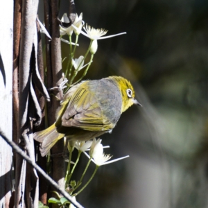 Zosterops lateralis at Tennent, ACT - 16 Nov 2019