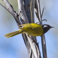 Nesoptilotis leucotis (White-eared Honeyeater) at Cotter River, ACT - 16 Nov 2019 by Marthijn
