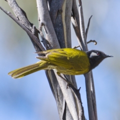 Nesoptilotis leucotis (White-eared Honeyeater) at Namadgi National Park - 15 Nov 2019 by Marthijn