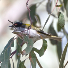 Melithreptus lunatus (White-naped Honeyeater) at Cotter River, ACT - 16 Nov 2019 by Marthijn
