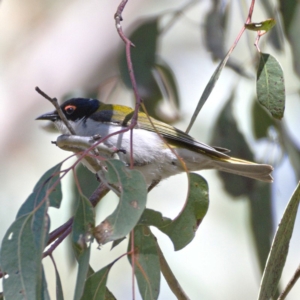 Melithreptus lunatus at Cotter River, ACT - 16 Nov 2019