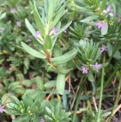 Lythrum hyssopifolia (Small Loosestrife) at Watson, ACT - 16 Nov 2019 by JaneR