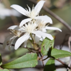 Clematis aristata (Mountain Clematis) at Tennent, ACT - 16 Nov 2019 by Marthijn
