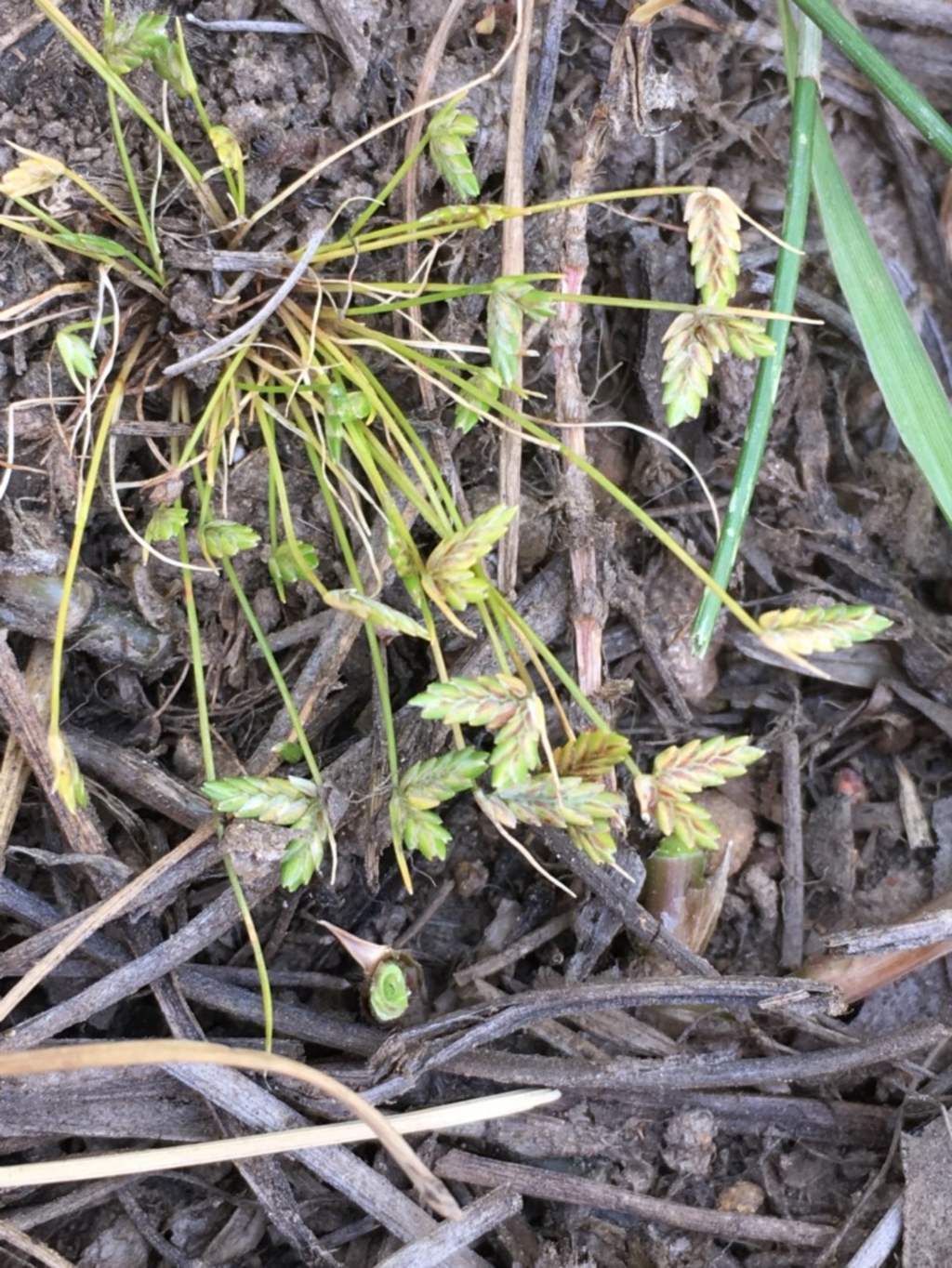 Isolepis levynsiana at Watson, ACT - 16 Nov 2019