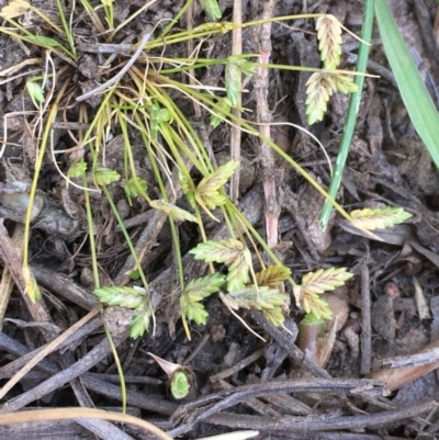 Isolepis levynsiana (Tiny Flat-sedge) at Watson, ACT - 16 Nov 2019 by JaneR