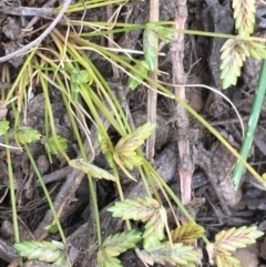 Isolepis levynsiana at Watson, ACT - 16 Nov 2019