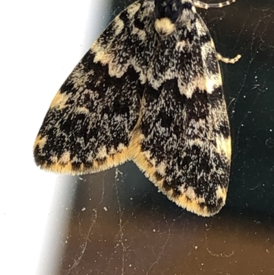 Halone coryphoea (Eastern Halone moth) at Aranda, ACT - 16 Nov 2019 by Jubeyjubes