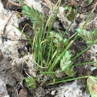 Isolepis levynsiana (Tiny Flat-sedge) at Watson, ACT - 16 Nov 2019 by JaneR