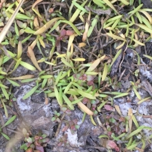 Glossostigma cleistanthum at Watson, ACT - 16 Nov 2019 11:32 AM