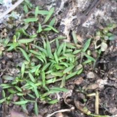 Glossostigma cleistanthum at Watson, ACT - 16 Nov 2019 11:32 AM