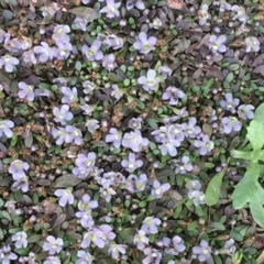 Glossostigma diandrum (Spoon-leaf Mud-mat) at Watson Woodlands - 16 Nov 2019 by JaneR